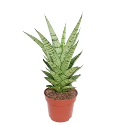 New Plantiflor Bogenhanf Topf Durchmesser 12 cm