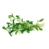 Sale Plantiflor Bohnenkraut Topf 12 cm