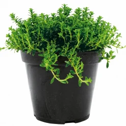 Sale Plantiflor Bohnenkraut Topf 12 cm