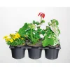 Discount Plantiflor Bunter Balkonkasten Tradition 6er-Pack