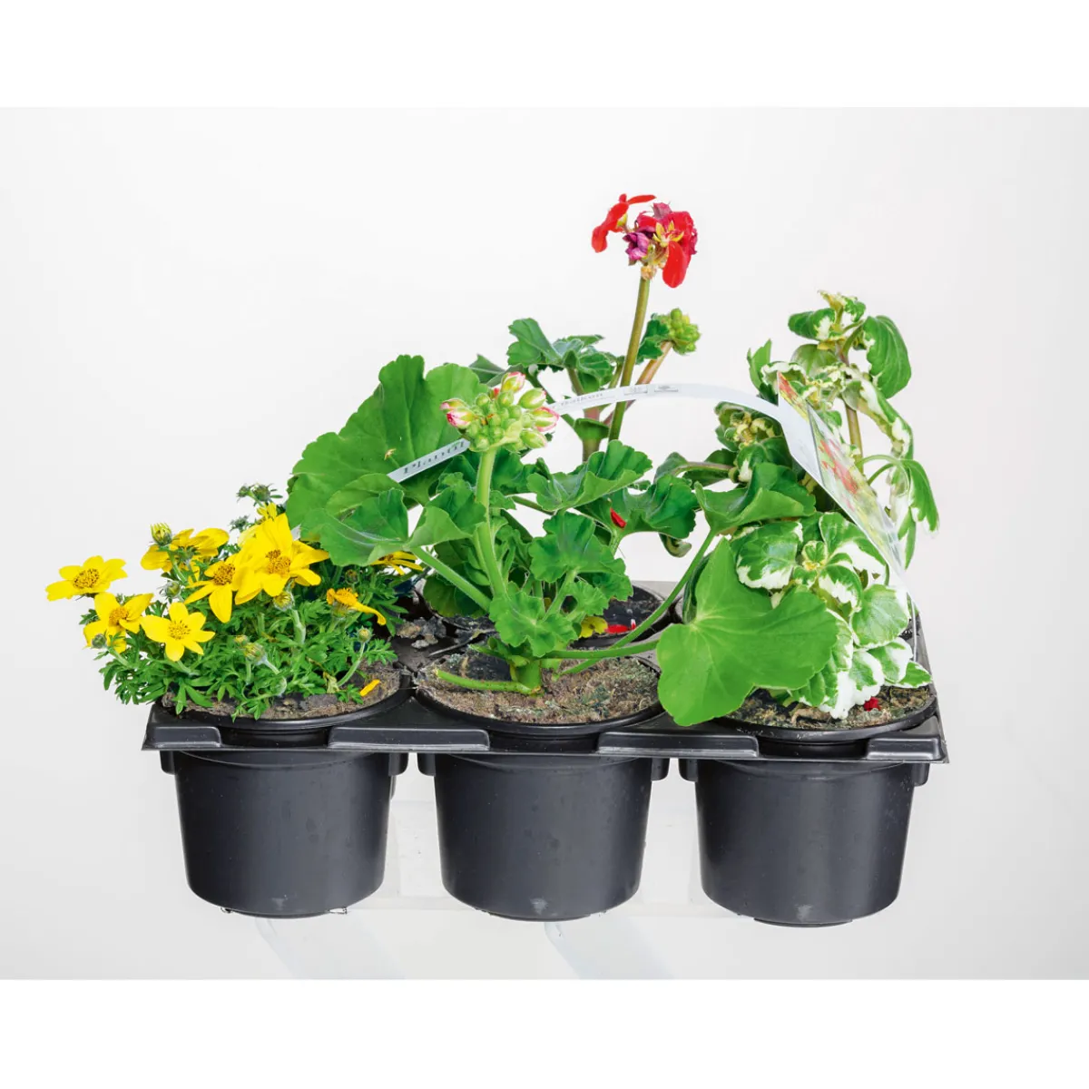 Discount Plantiflor Bunter Balkonkasten Tradition 6er-Pack