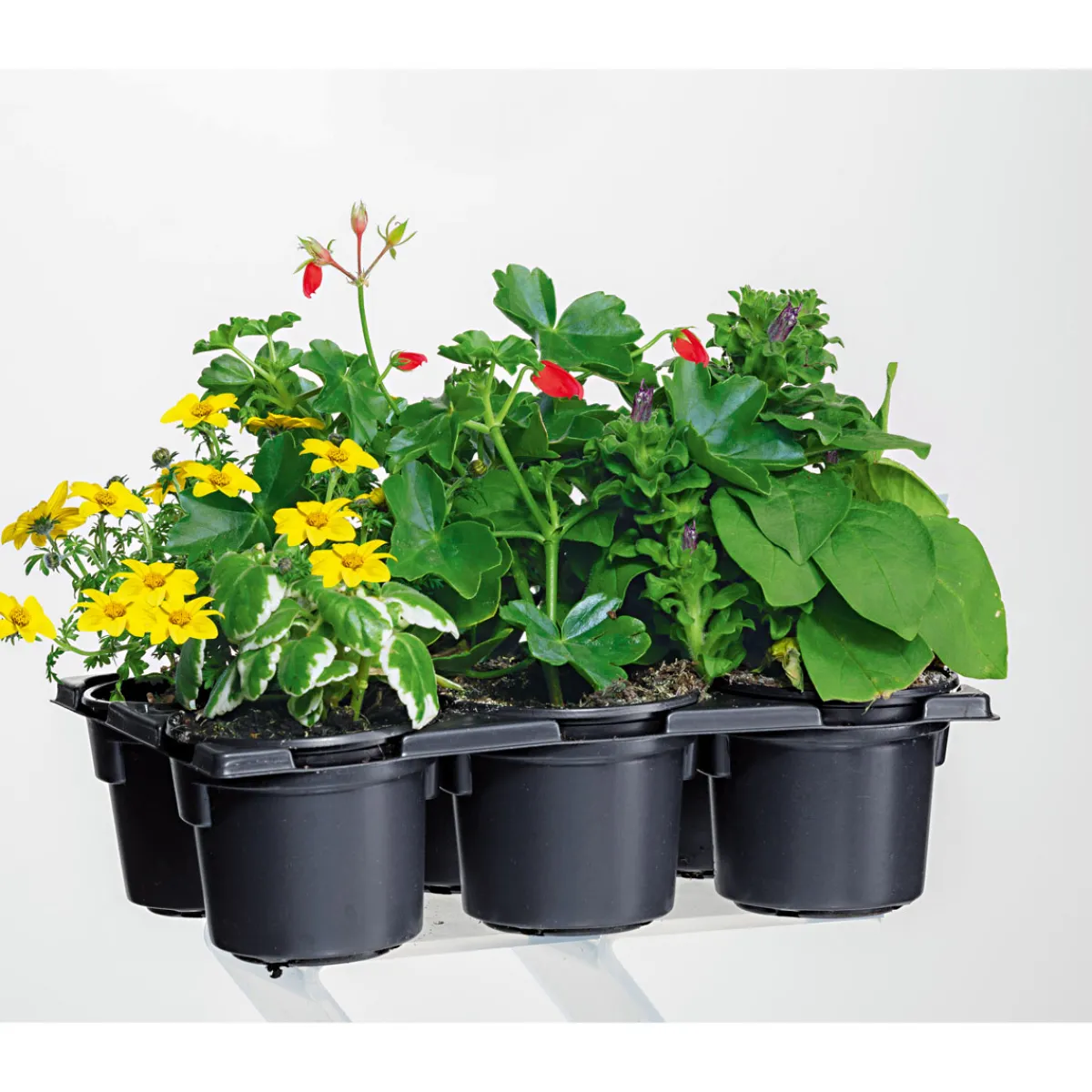 Discount Plantiflor Bunter Balkonkasten Tradition 6er-Pack