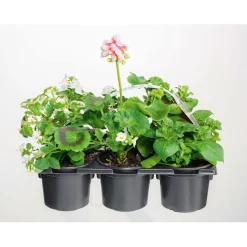 Discount Plantiflor Bunter Balkonkasten Tradition 6er-Pack