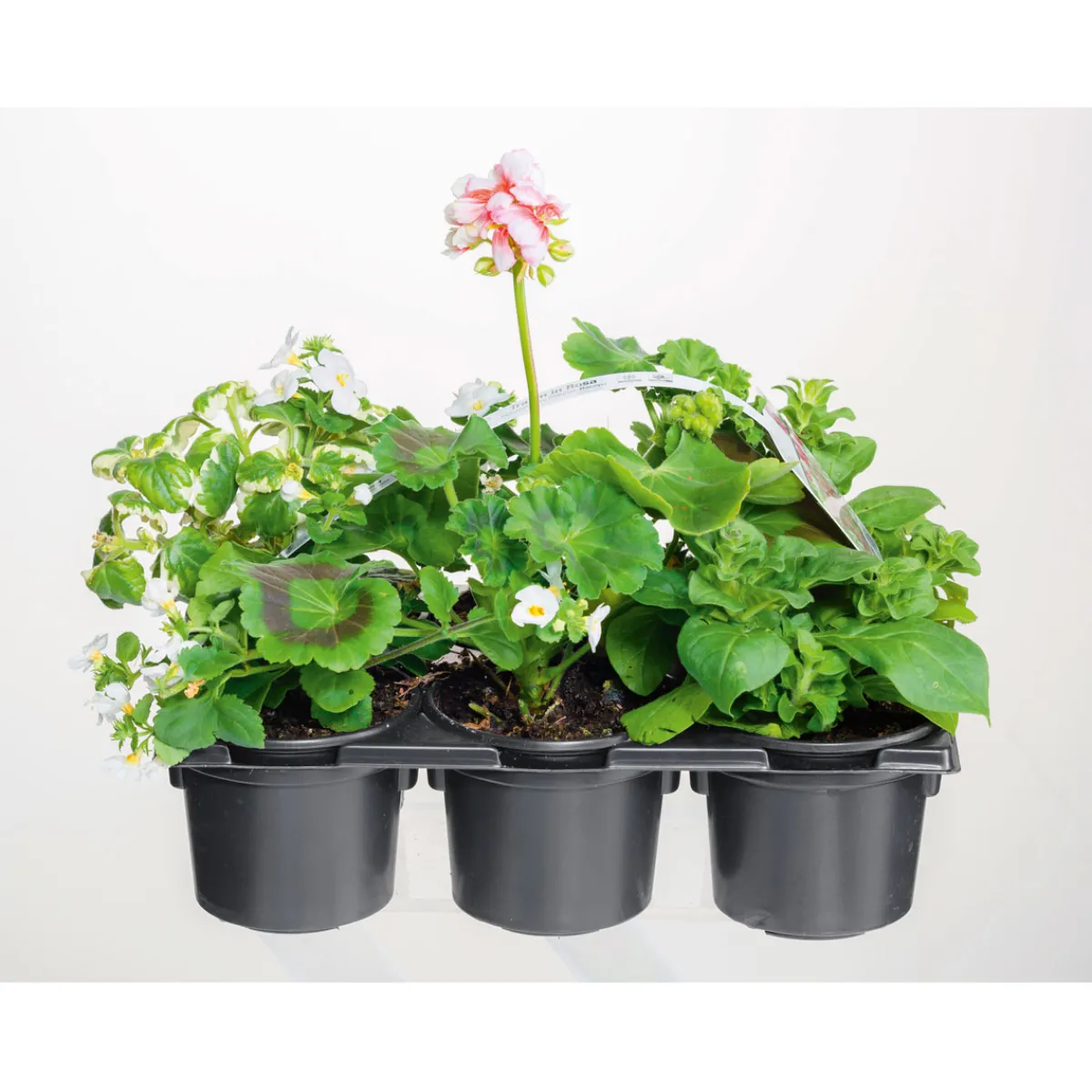 Discount Plantiflor Bunter Balkonkasten Tradition 6er-Pack