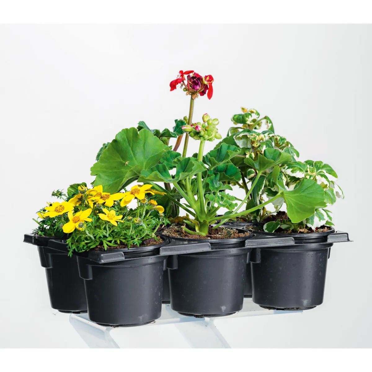 Discount Plantiflor Bunter Balkonkasten Tradition 6er-Pack