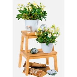 Hot Plantiflor Christrose Christmas Carol Top Durchmesser 12 cm
