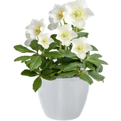 Hot Plantiflor Christrose Christmas Carol Top Durchmesser 12 cm