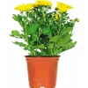 Outlet Plantiflor Chrysantheme Eintrieber Topf Durchmesser 10,5 cm