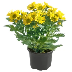 Outlet Plantiflor Chrysantheme Eintrieber Topf Durchmesser 10,5 cm