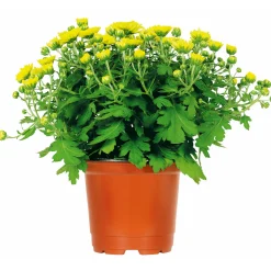 Hot Plantiflor Chrysanthemenbüsche Mix Topf Durchmesser 13 cm
