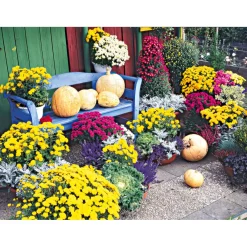 Hot Plantiflor Chrysanthemenbüsche Mix Topf Durchmesser 13 cm