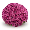 Outlet Plantiflor Chrysanthemen-Busch Topf Durchmesser 19 cm