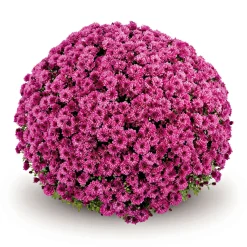 Outlet Plantiflor Chrysanthemen-Busch Topf Durchmesser 19 cm