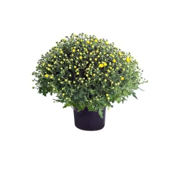 Outlet Plantiflor Chrysanthemen-Busch Topf Durchmesser 19 cm