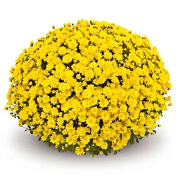 Outlet Plantiflor Chrysanthemen-Busch Topf Durchmesser 19 cm