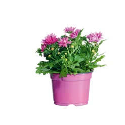 Best Plantiflor Chrysantheme Swifty Topf- Durchmesser 10,5 cm