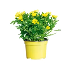 Best Plantiflor Chrysantheme Swifty Topf- Durchmesser 10,5 cm