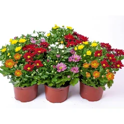 Best Plantiflor Chrysantheme Swifty Topf- Durchmesser 10,5 cm