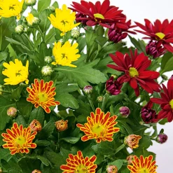 Best Plantiflor Chrysantheme Swifty Topf- Durchmesser 10,5 cm