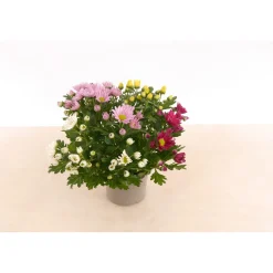 Sale Plantiflor Chrysantheme T13 4 Farben