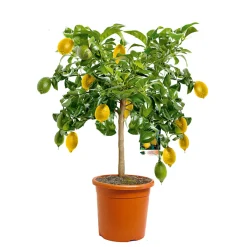 Best Plantiflor Citrus-Ministamm Topf Durchmesser 20 cm 70-80 cm