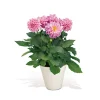 Online Plantiflor Dahlien verschiedene Farben T 10,5