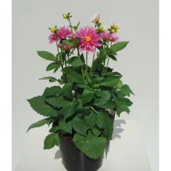 Online Plantiflor Dahlien verschiedene Farben T 10,5