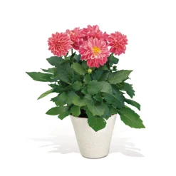 Online Plantiflor Dahlien verschiedene Farben T 10,5