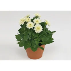 Online Plantiflor Dahlien verschiedene Farben T 10,5