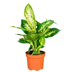 Sale Plantiflor Dieffenbachie Compacta 35 cm T12