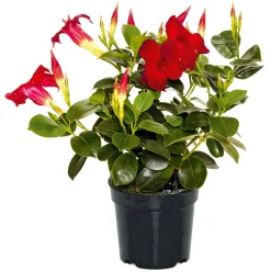 Hot Plantiflor Dipladenie Busch T10,5 verschiedene Farben