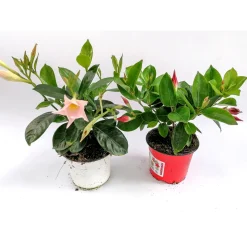 Hot Plantiflor Dipladenie Busch T10,5 verschiedene Farben