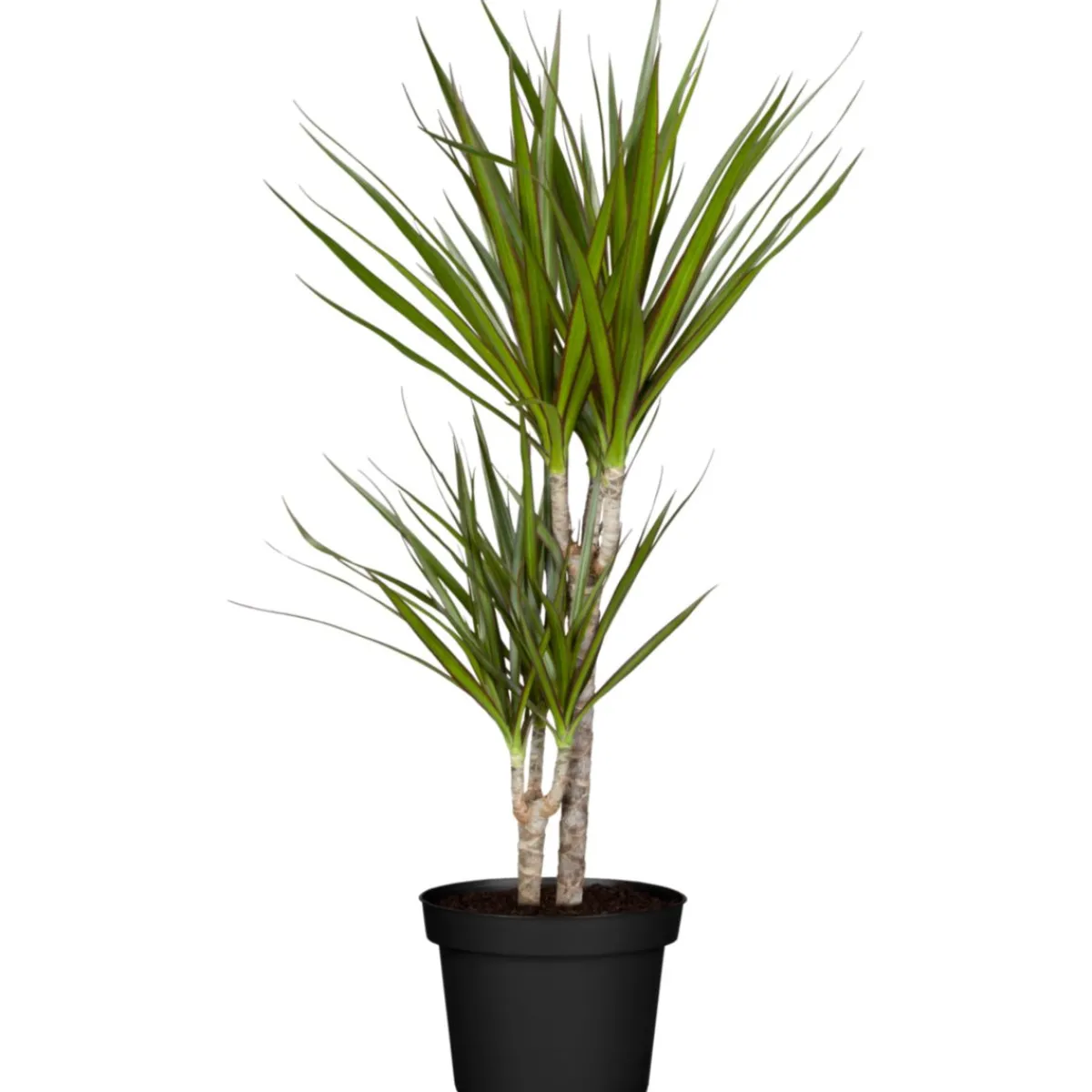 Plantiflor Drachenbaum Dracaena, Topf-Durchmesser 17cm