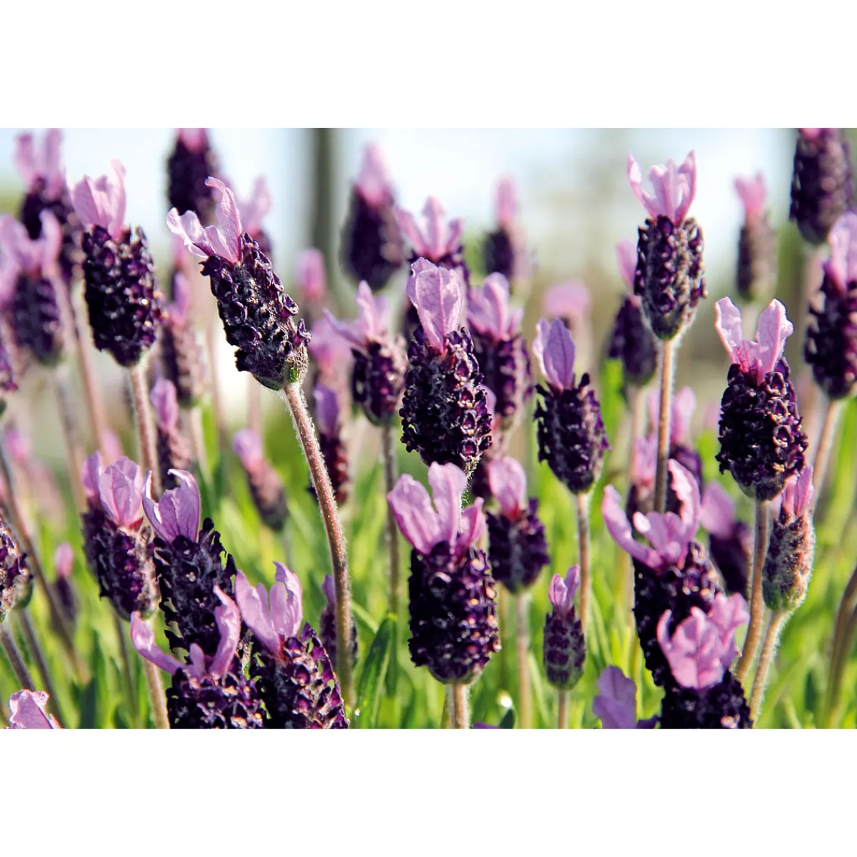 Hot Plantiflor Echter Lavendel 6er-Pack