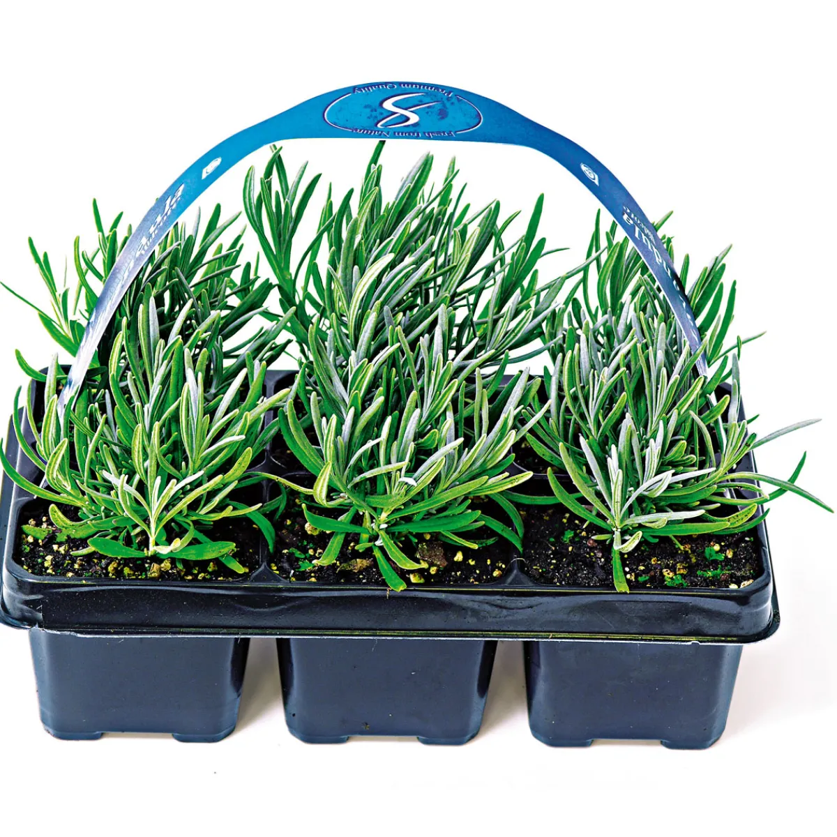 Hot Plantiflor Echter Lavendel 6er-Pack