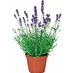 Clearance Plantiflor Echter Lavendel Topf- Durchmesser 11 cm