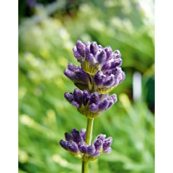 Clearance Plantiflor Echter Lavendel Topf- Durchmesser 11 cm