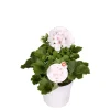 Sale Plantiflor Edelgeranie Topf- Durchmesser 12 cm