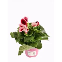 Sale Plantiflor Edelgeranie Topf- Durchmesser 12 cm