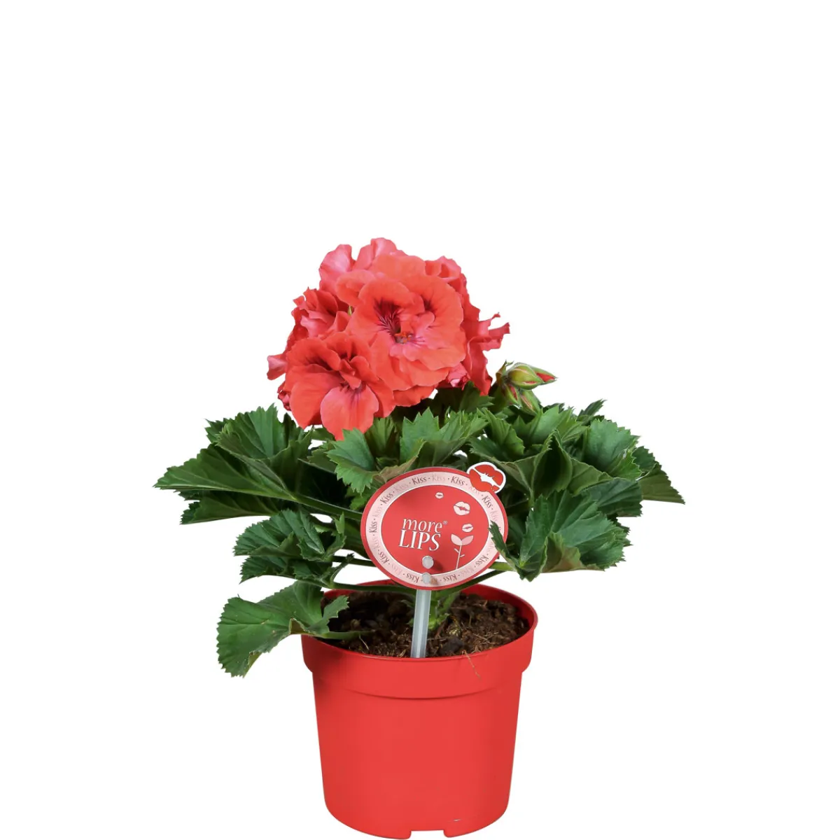 Sale Plantiflor Edelgeranie Topf- Durchmesser 12 cm