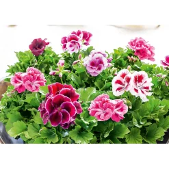 Sale Plantiflor Edelgeranie Topf- Durchmesser 12 cm
