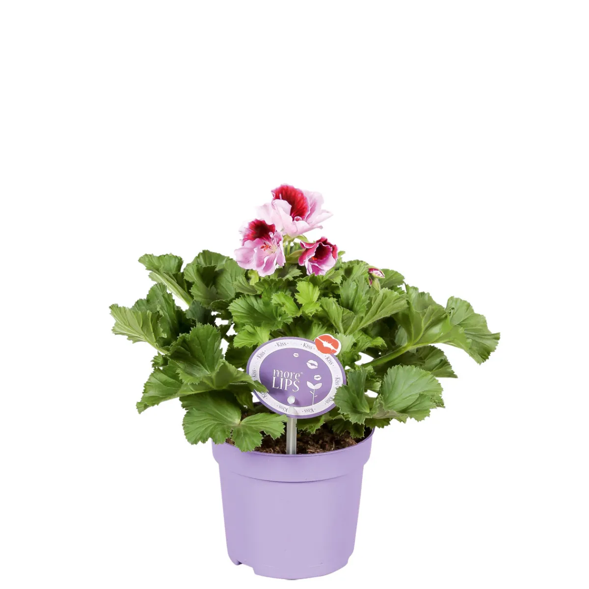 Sale Plantiflor Edelgeranie Topf- Durchmesser 12 cm