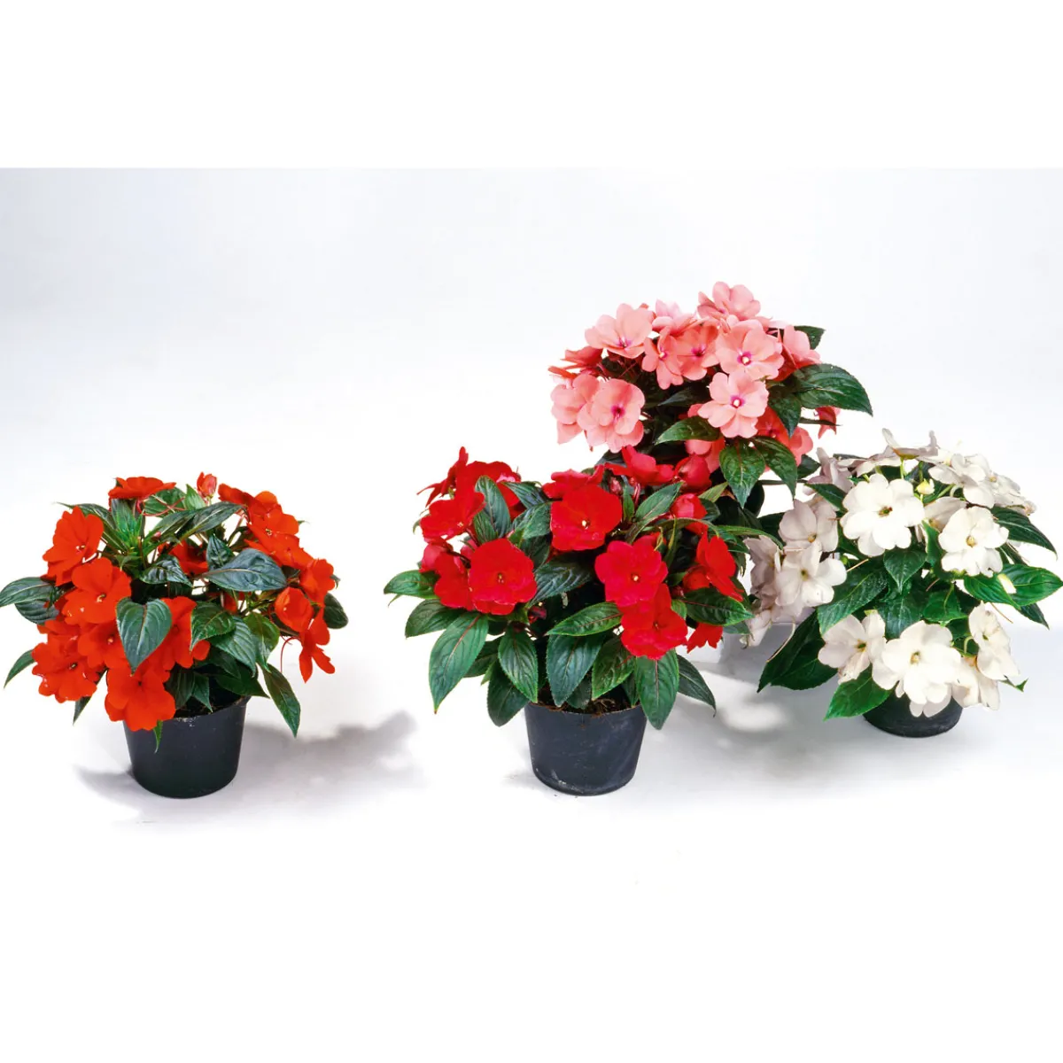 Sale Plantiflor Edellieschen T12 versch Farben