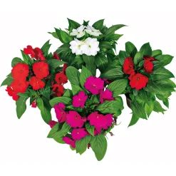 Sale Plantiflor Edellieschen T12 versch Farben