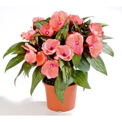 Sale Plantiflor Edellieschen T12 versch Farben