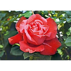 Clearance Plantiflor Edelrose rot Topf- Durchmesser 19 cm