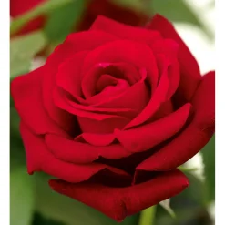 Clearance Plantiflor Edelrose rot Topf- Durchmesser 19 cm