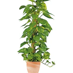 Outlet Plantiflor Efeutute am Moosstab 120-130 cm T24