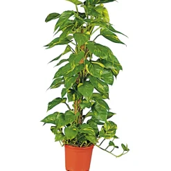 Outlet Plantiflor Efeutute am Moosstab 120-130 cm T24