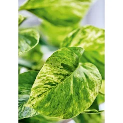 Clearance Plantiflor Efeutute Topf Durchmesser 12 cm